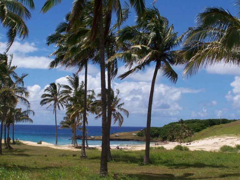 Bosque de palmeras en playa de Anakena